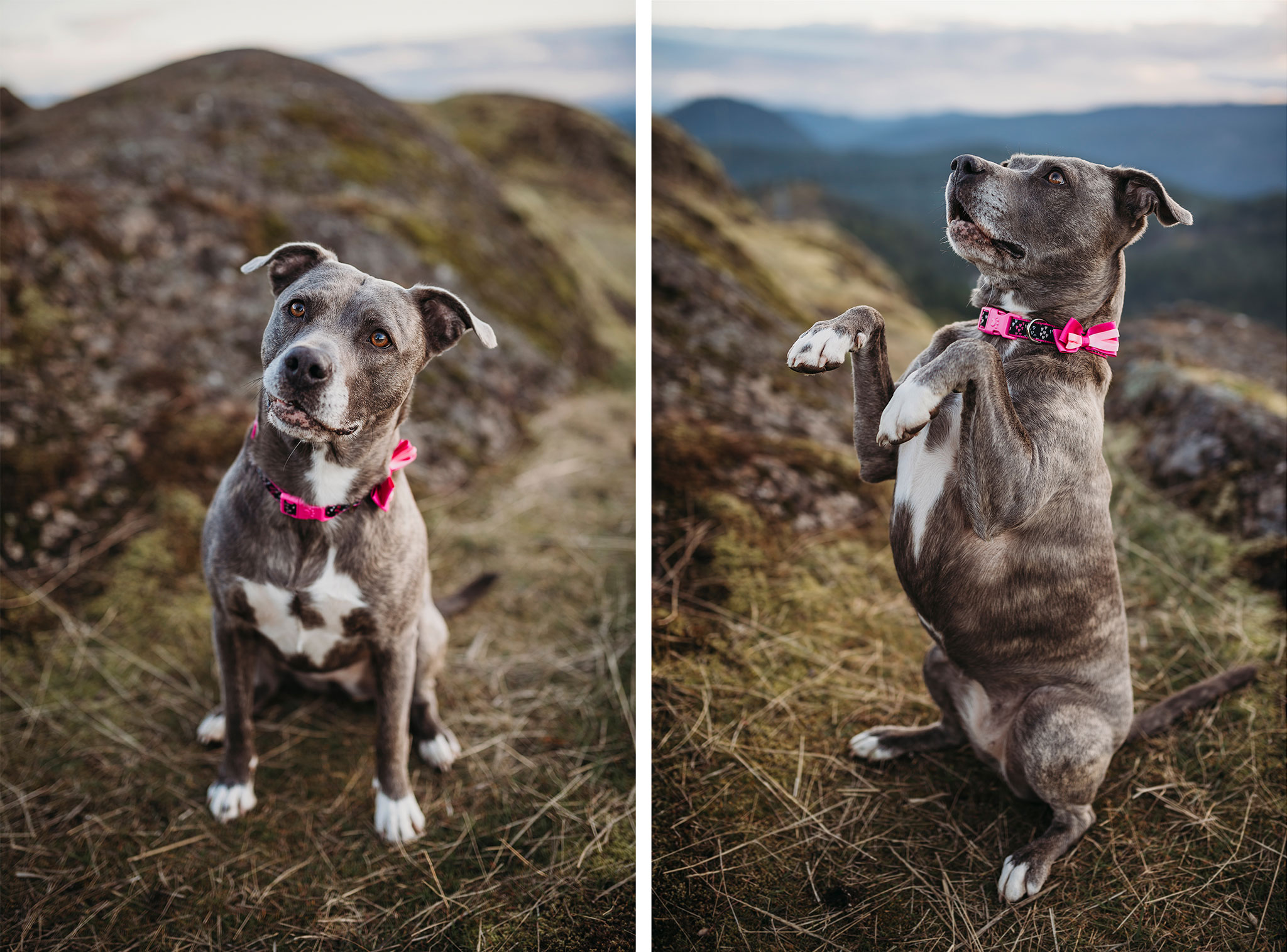 Pet portrait photography on Lone Tree Hill near Langford and Victoria.