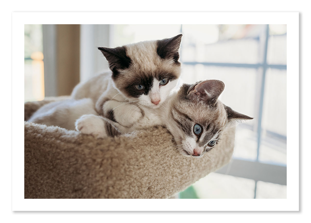 Kittens playing on a cat tree.