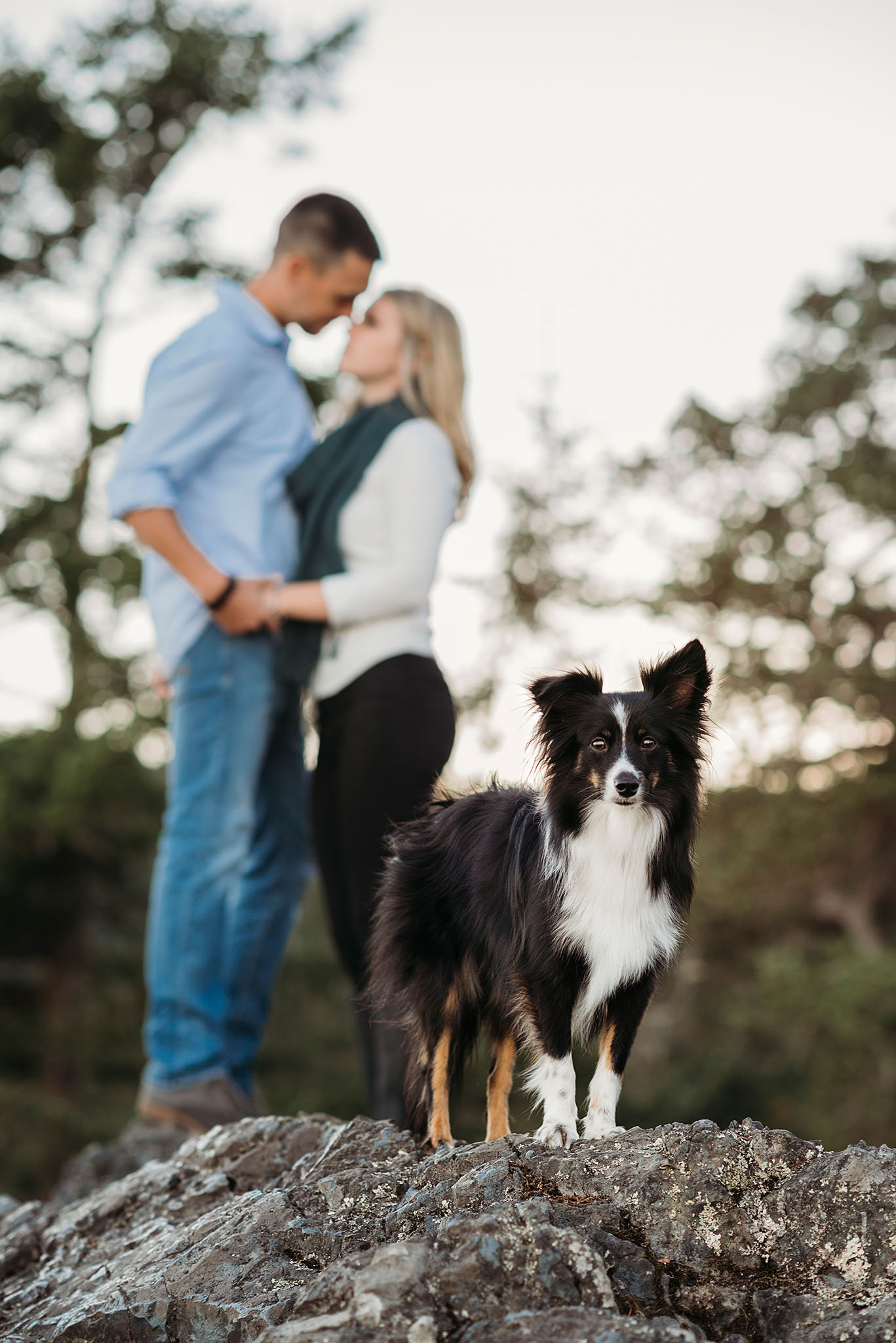 Sunset west coast engagement session with dog at East Sooke Park near Victoria, BC.
